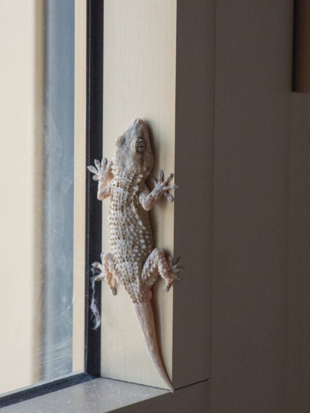 Can lizards bite? Here’s what you should know4 hours ago