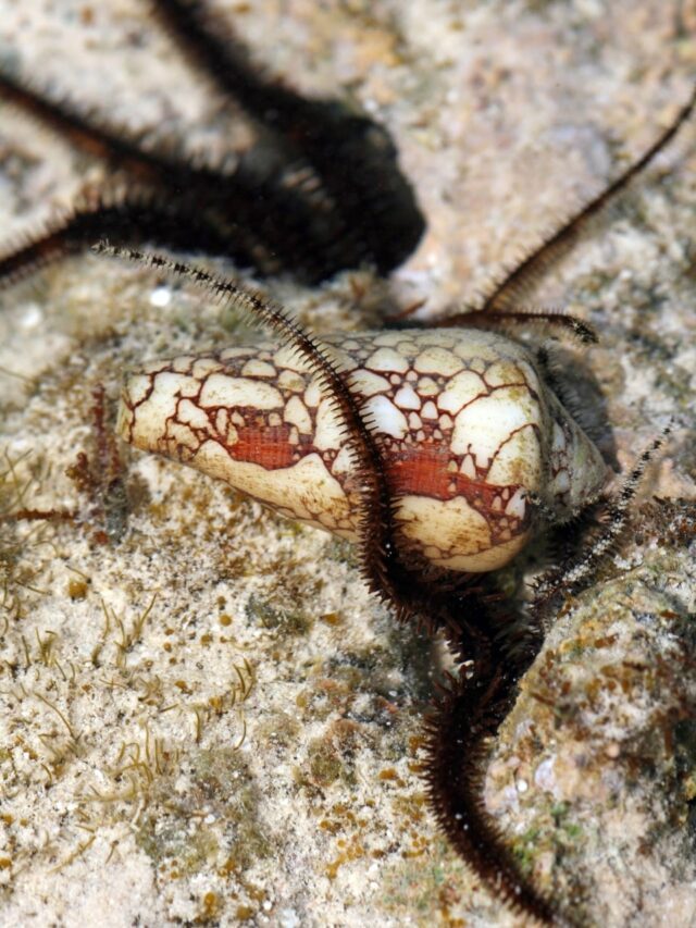 Top 10 most toxic and deadly animals in nature revealed23 hours ago