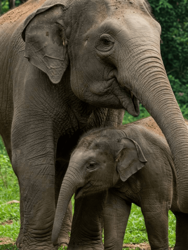 7 Fascinating Facts About Elephants You Didn't Know