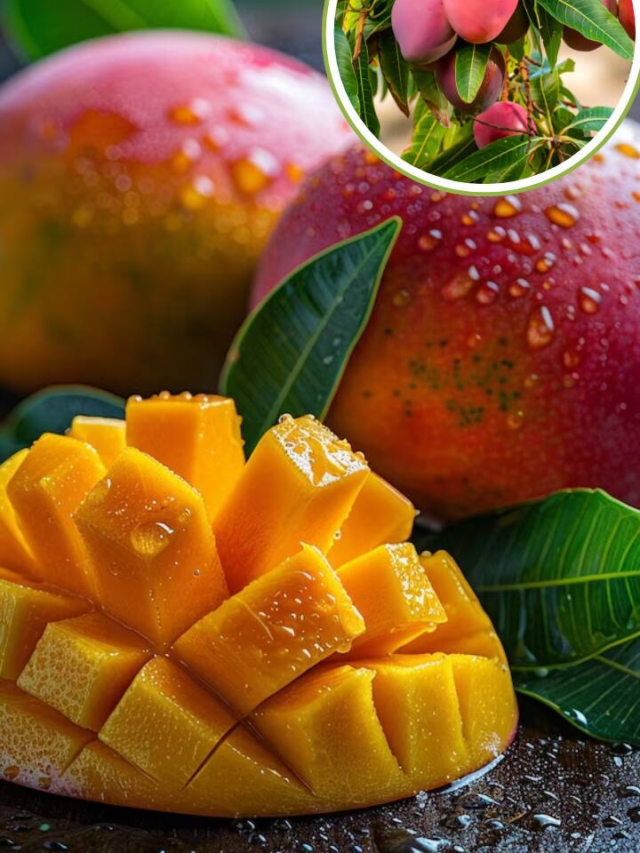 7 Most Expensive Mango Varieties In The World