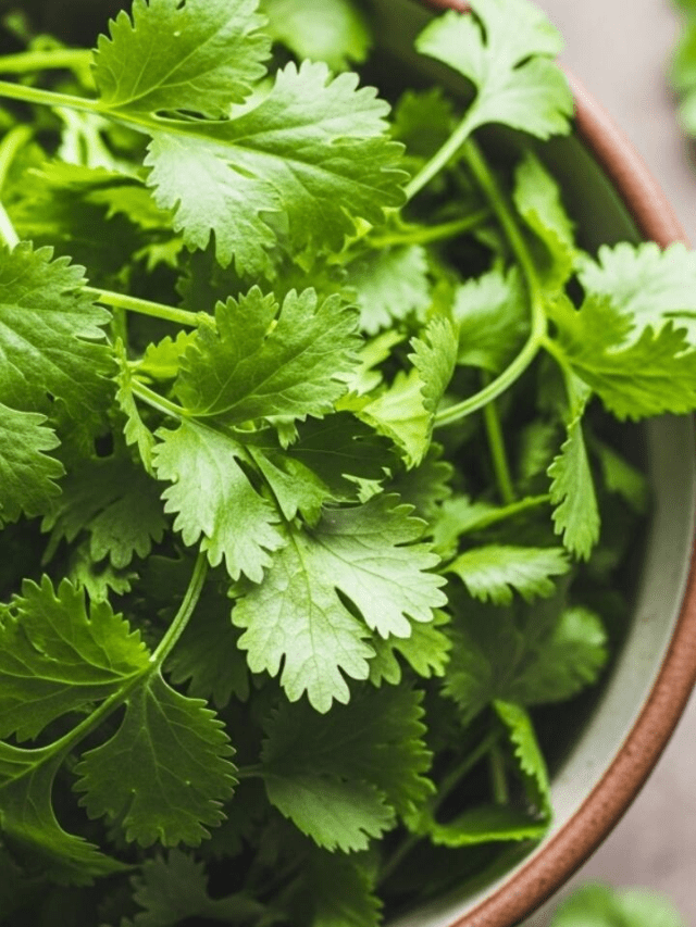 7 Hacks To Keep Coriander Fresh And Flavorful