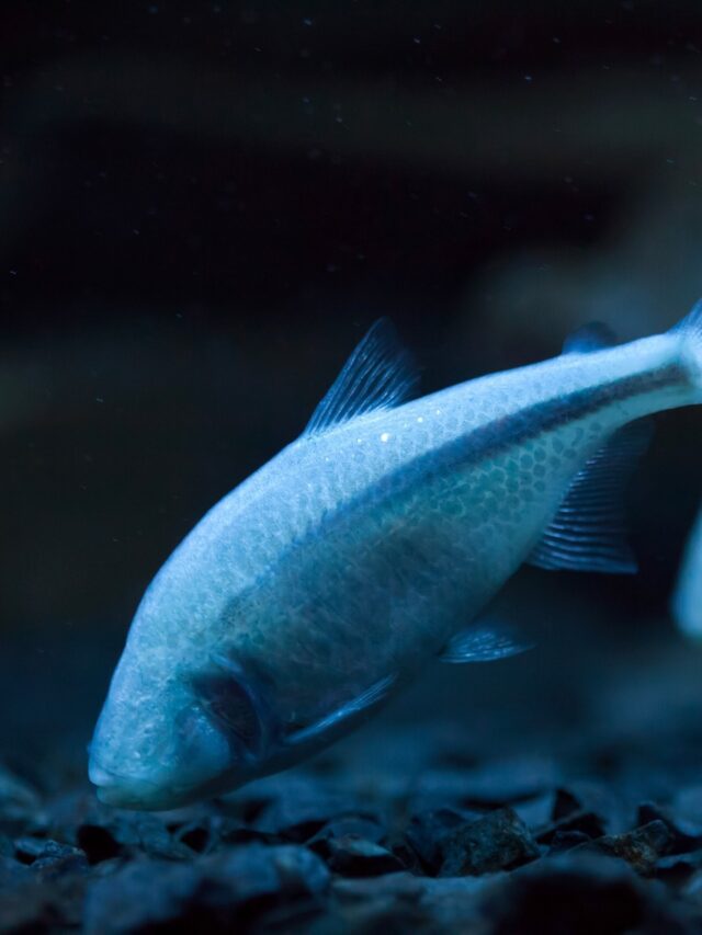 7 creatures with limb regeneration abilities18 mins ago