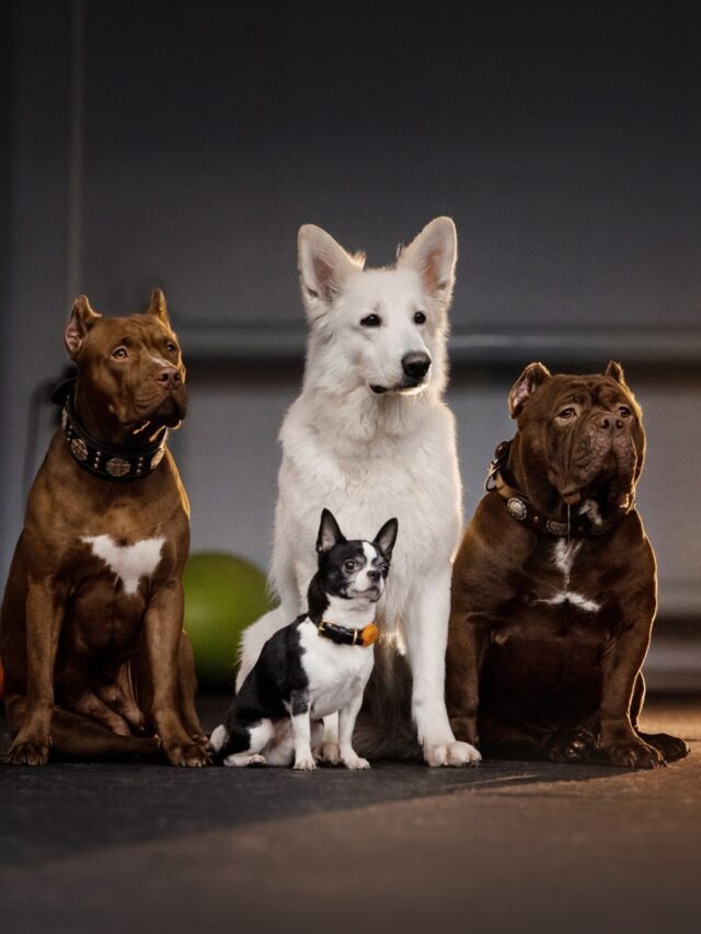 10 fascinating dog breeds and their unique histories10 hours ago