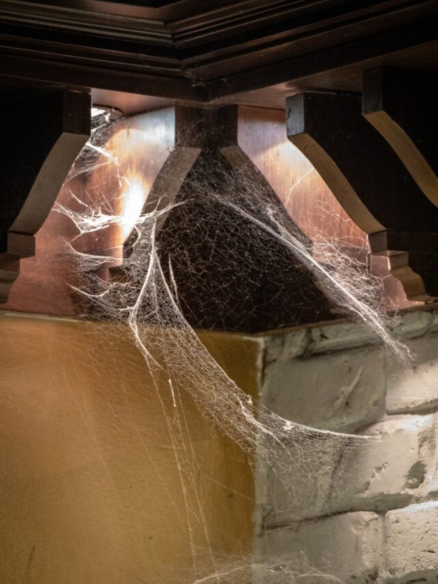 Spider surge in summer: Why you are seeing more & what to do20 hours ago