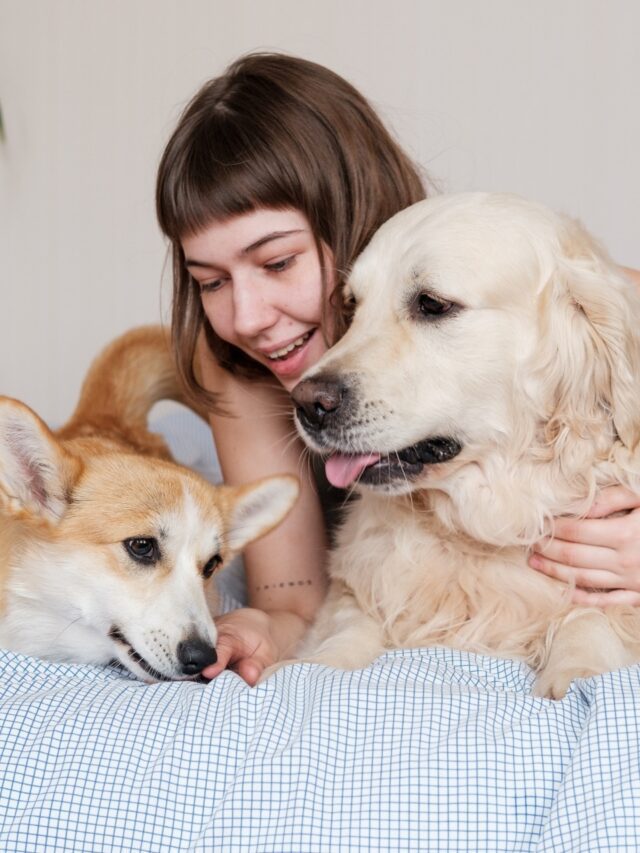 How to keep your pets safe from heatstroke26 mins ago