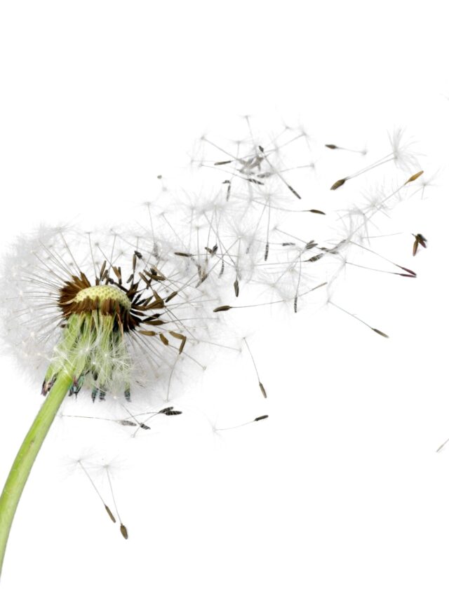 The science behind pollen’s impact on human health8 hours ago