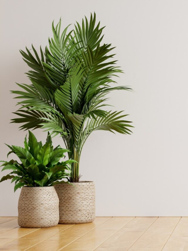 7 Low-maintenance indoor plants that won’t break the bank6 hours ago