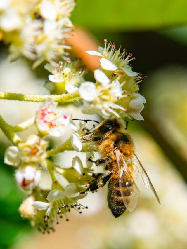 World Bee Day 2025: 10 reasons why bees are important6 mins ago