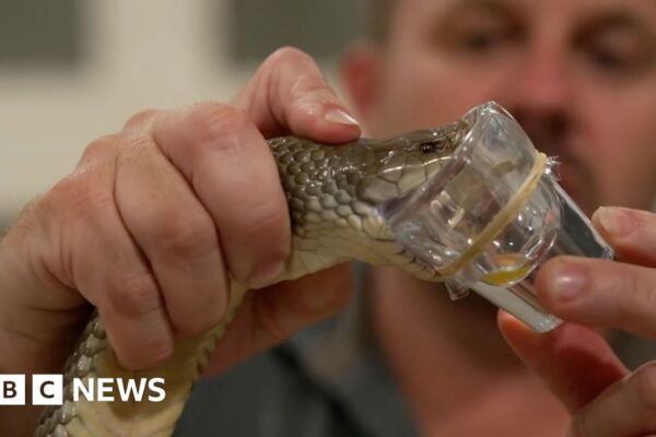 How Australia’s deadliest animals save lives