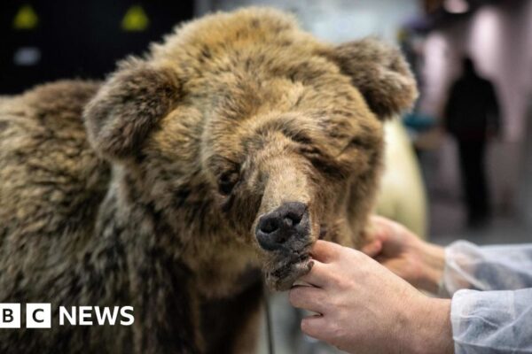 French hunter given suspended sentence for kill