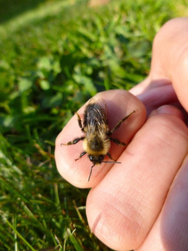 How to treat bee stings and spot allergic reactions6 hours ago