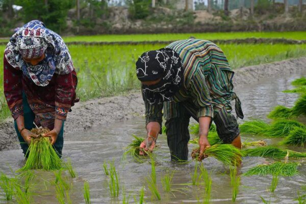 Bayers launches BICOTA to help Indian paddy farmers tackle stem borers