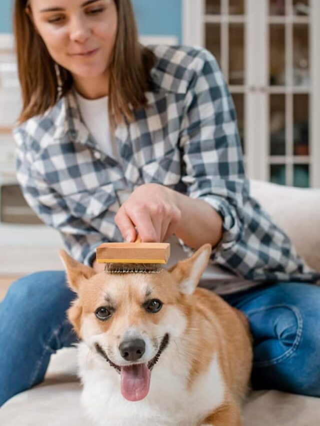 10 Best Dog Breeds With Less Hair Fall