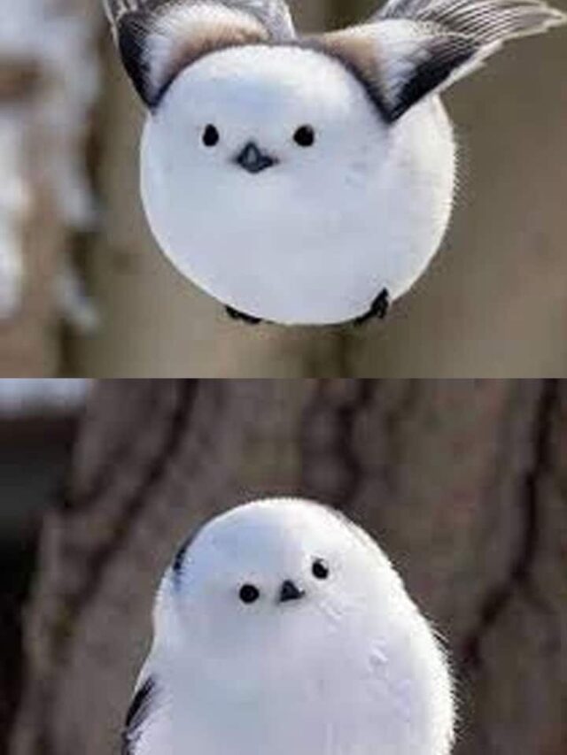 Meet Tiny, Fluffy And Cutest Japanese Snow Fairy Bird