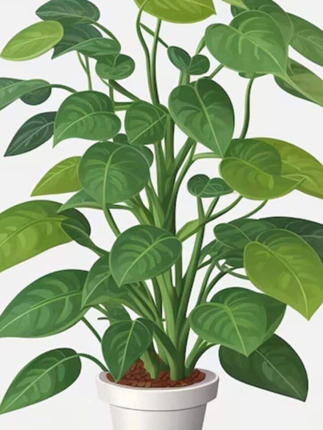 7 Easy Ways To Protect And Maintain Your Money Plant In Monsoon Weather