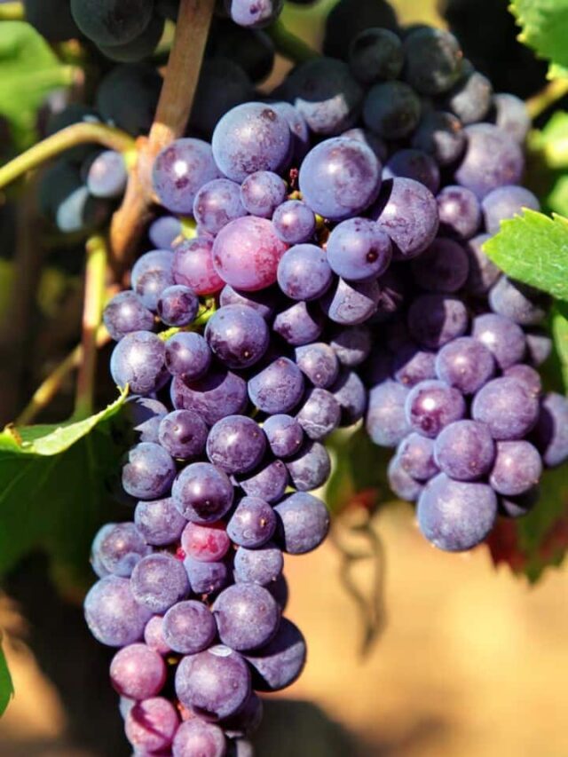 9 Health Benefits Of Eating Grapes Every Day