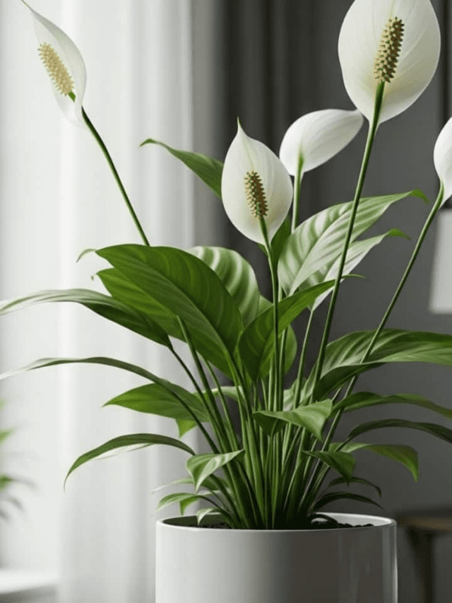Natural Air Conditioners: 7 Plants That Cool Your Room