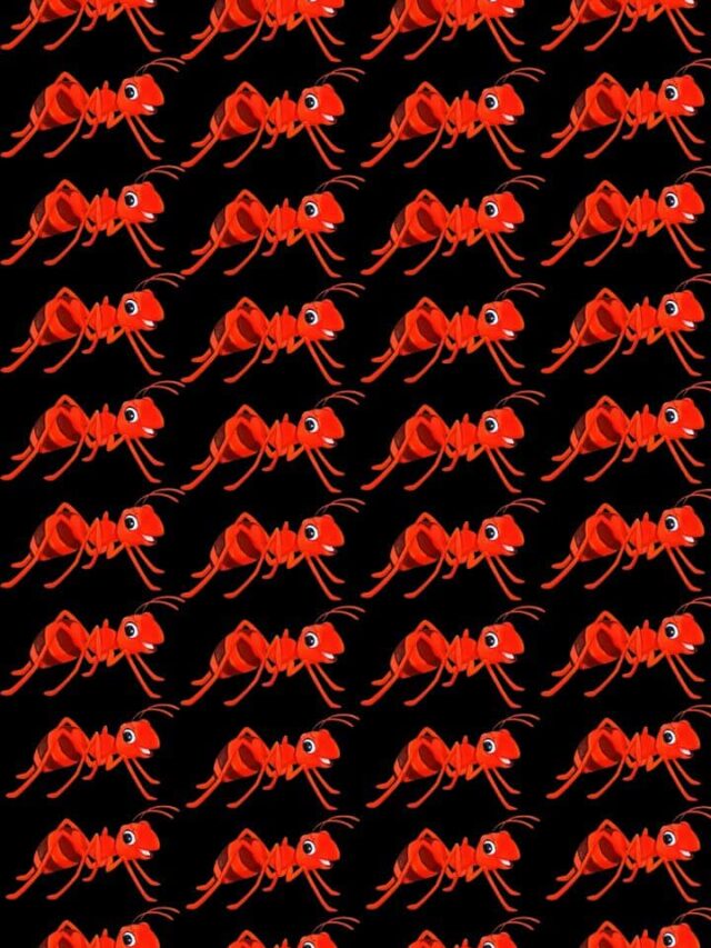 Optical Illusion Challenge: Spot the Ant That’s Hiding Something