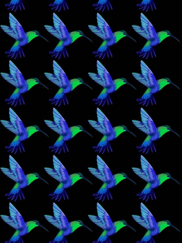 Optical Challenge: What’s Different In These Flying Birds?