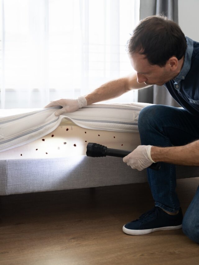 Dealing with bed bugs: Prevention, removal, and mistakes to avoid7 hours ago