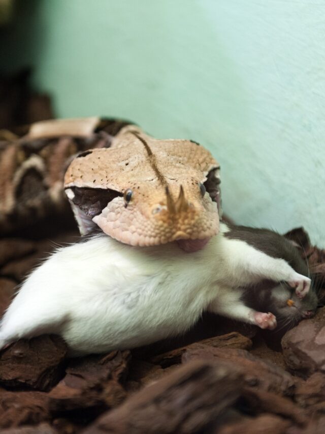 Gaboon viper: Africa’s camouflaged predator7 hours ago