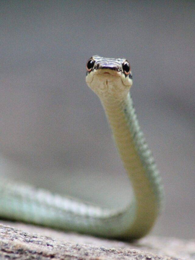 Meet the flying snake8 hours ago