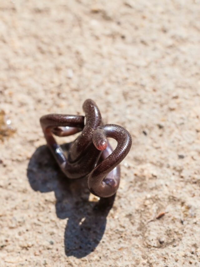 Nature’s tiniest survivors: The world’s smallest, rarest creatures7 hours ago
