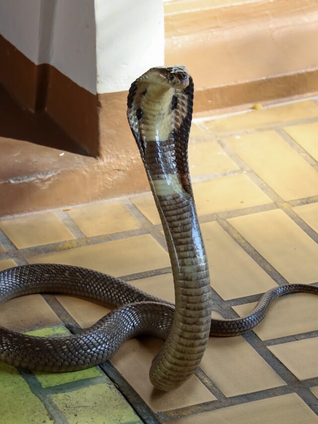 Preventing snake encounters at home: What you need to know7 hours ago