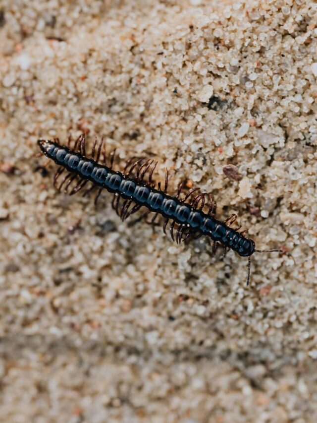 How to spot and stop a centipede infestation at home5 hours ago