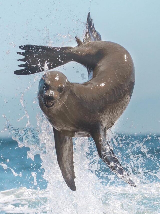 Seal vs Sea Lion vs Walrus: Which marine beast is most dangerous?8 hours ago