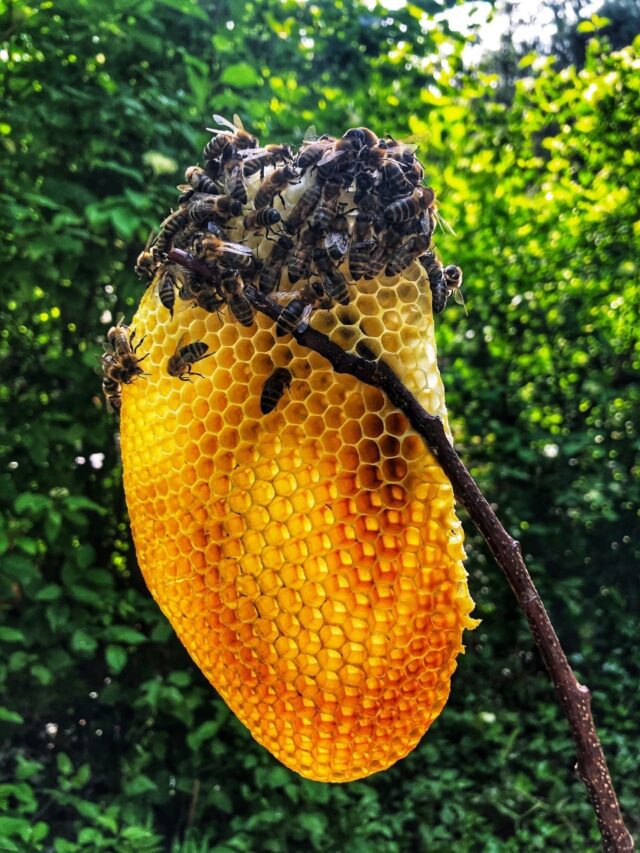 Beehive in your house? Here’s what to do8 hours ago