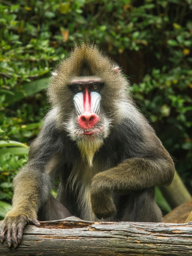 Top 5 animals showing dimorphism in size & appearance7 hours ago