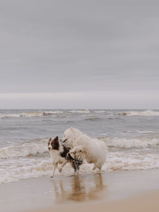 8 animals that attract positive energy7 hours ago