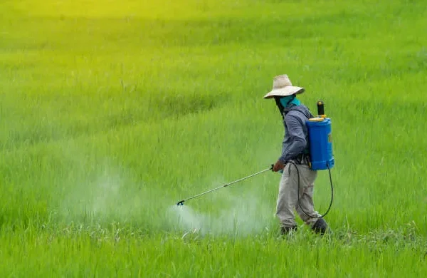 Oxyfluorfen 23.5% EC (Oxy Gold): The Complete Herbicide Guide Oxy Gold