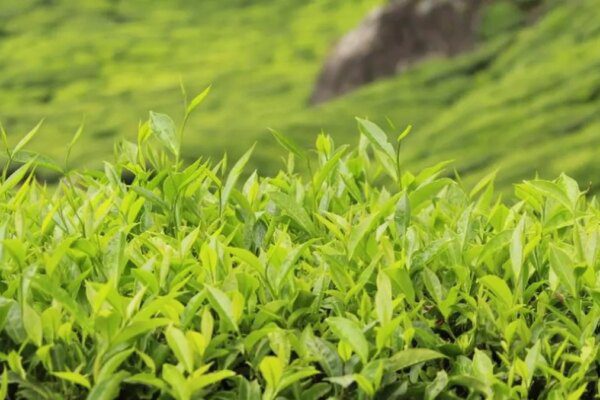 India’s tea exports rise nearly 10% in 2024; Q1 2025 output shows mixed trends